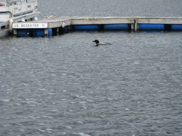 Loon