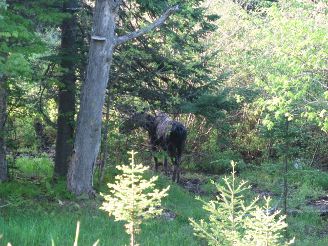 Moose