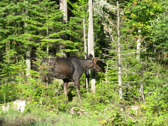 Moose