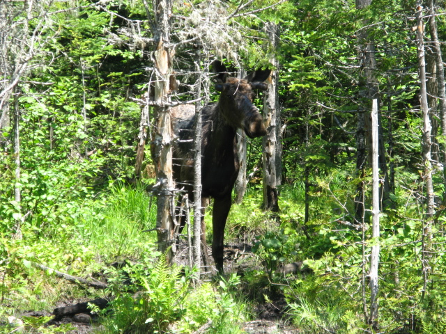 Moose