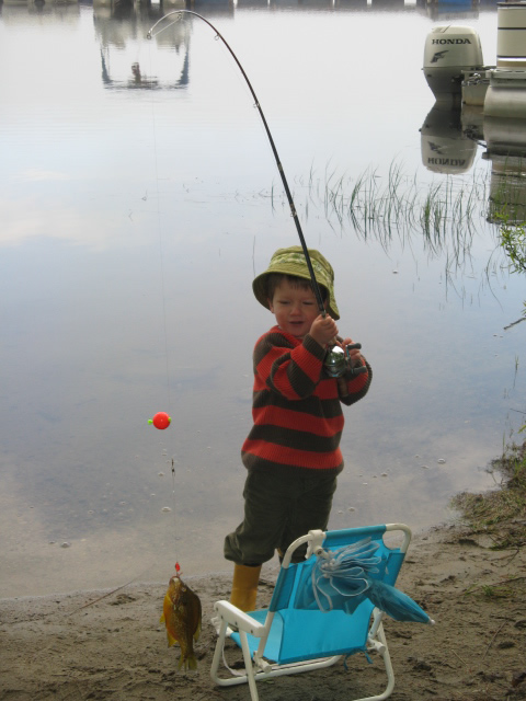 Yellow Perch