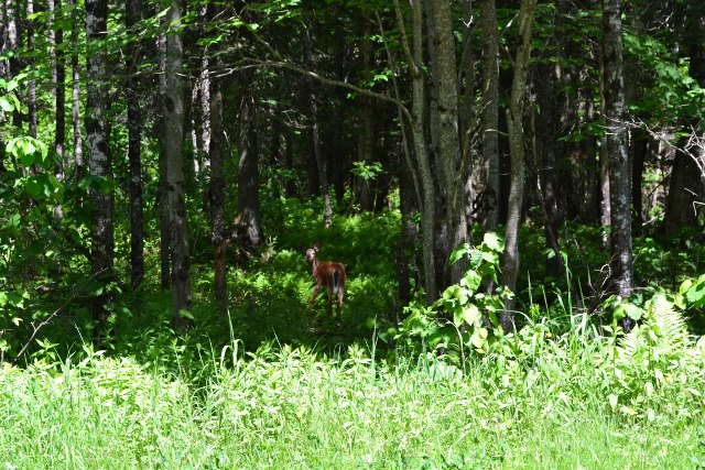 Deer