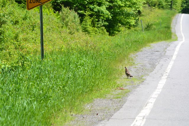 Grouse