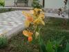canna-1_thumb.jpg 2.6K