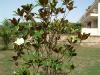 magnolia-1_thumb.jpg 3.4K
