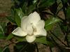 magnolia-2_thumb.jpg 2.6K