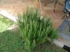 rosemary_thumb.jpg 2.6K