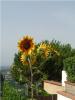 sunflower-1_thumb.jpg 2.3K