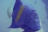 angelfish_thumb.jpg 1.9K