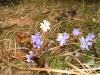 alpine_flower2_thumb.jpg 3.6K