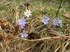 alpine_flower_thumb.jpg 3.6K