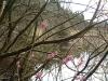 flowers_swamp3_thumb.jpg 3.5K