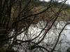 flowers_swamp_thumb.jpg 3.2K