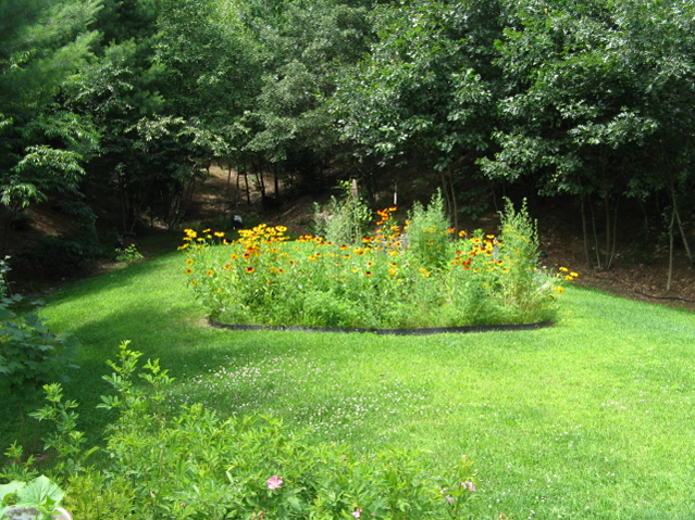 Wildflowers