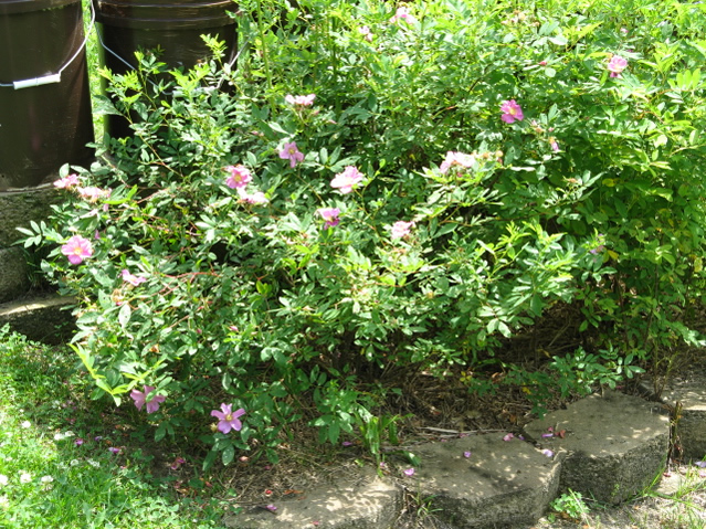 Wild Rose