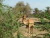 camel7_thumb.jpg 3.0K