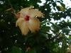 flower.JPG 153.1K