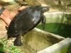 freshwaterturtle.JPG 160.9K