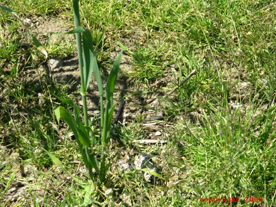Killdeer Eggs
