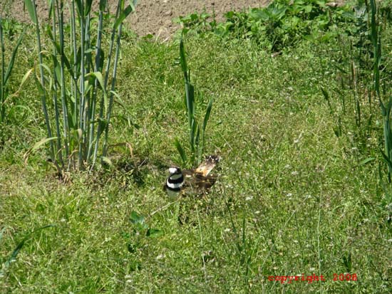 Mother and Eggs